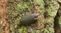 Winter Firefly (Ellychnia corrusca) 1 Video