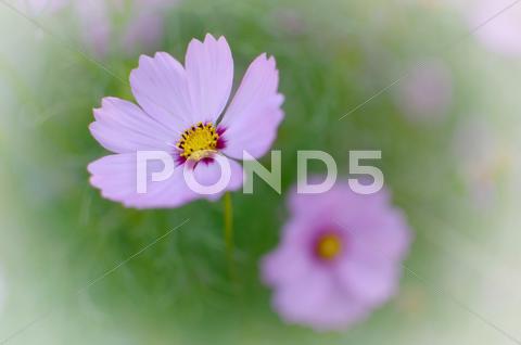 Pink Flower On Green Background In The Nature For Card Design