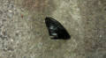 Ants carrying away a dead butterfly Video
