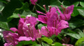 Bougainvillea Video