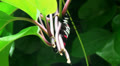 Big black/white/red caterpillar 3 with long horns/tentacles Video