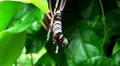 Big black/white/red caterpillar 5 with long horns/tentacles Video