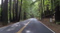Vacation drive through California Redwood forest pov HD 0182