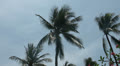 Coconut tree cleaner Video