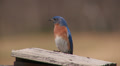 Eastern Bluebird (Sialia sialis) - Male 1 Video