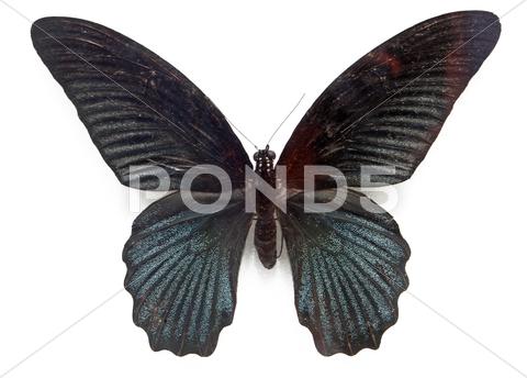 Stock photo of Butterfly