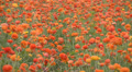 Flower Fields LM06 Persian Buttercup Orange Video