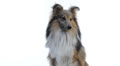 shetland sheepdog looking around in front of a white background