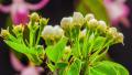 Pear flower blooming time lapse