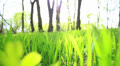 wood with a green grass. Animal POV Video