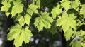 Spring leaves on the sun Video