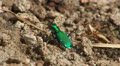 Six-spotted Tiger Beetle (Cicindela sexguttata) 1 Video