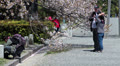 Spring season with sakura blossom in Kyoto, Japan Video