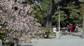 Sakura blossom in Japanese gardens with resting people, Kyoto, Japan Video