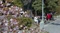 People resting under sakura tree in Kyoto, Japan Video