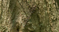 Harlequin Darner (Gomphaeschna furcillata) Dragonfly - Female 3 Video