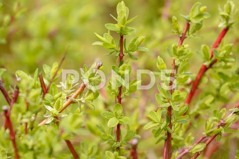 Stock photo of spring plant with blurred background