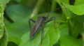 Leaf-footed Bug (Acanthocephala terminalis) 2 Video