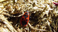 bug creep on a dry grass Video