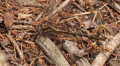 Ashy Clubtail (Gomphus lividus) Dragonfly - Male 2 Video
