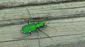 Six-spotted Tiger Beetle (Cicindela sexguttata) 4 Video
