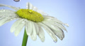 drops of dew on a daisy