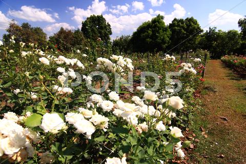 White Roses - Alba,against Blue Sky. .