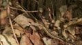 Eastern Garter Snake (Thamnophis sirtalis sirtalis) 2 Video