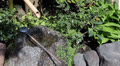 Traditional tsukubai for washing hands and rinsing mouth in Japan Video