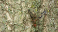 Picture-winged Fly (Idana marginata) 1 Video