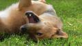 Dog scratching
