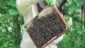 Bees on the honeycomb and beekeeper during inspection of comb. Video