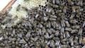 Bees on the honeycomb full of honey - close up shot 1 Video