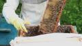 Bees in apiary. Beekeeper shaking bees into the hive. Video