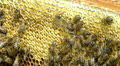 Bees on the honeycomb full of honey - close up shot Video