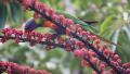 HD Colorful Parrot in Australia - Lorikeet - eating seeds in the wild