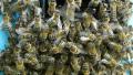 Bees crowding on the entrance to the hive during honey harvest. Video