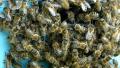 Bees swarming on the entrance to the hive during honey harvest. Video