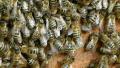 Bees inside the open hive. Close up shot. Video