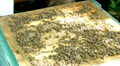 Bees on a hive body. Beekeeper places hive supers. Video