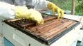 Bees in open hive. Beekeeper inserting new, empty combs in frame. Video