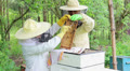Bees on honeycomb. Honey harvest. Beekeeper removes bees from the frame. Video