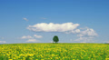 Single lone tree Video