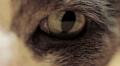cat eye macro Video
