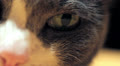 cat eyes macro Video
