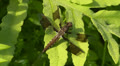 Common Whitetail (Plathemis lydia) Dragonfly - Immature Male 2 Video