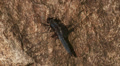 Blue Corporal (Ladona deplanata) Dragonfly - Male 2 Video