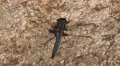 Blue Corporal (Ladona deplanata) Dragonfly - Male 3 Video