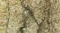 Harlequin Darner (Gomphaeschna furcillata) Dragonfly - Male 1 Video