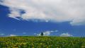 Single lone tree Video
